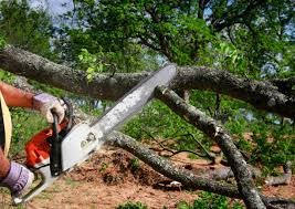 Best Root Management and Removal  in Monterey, TN