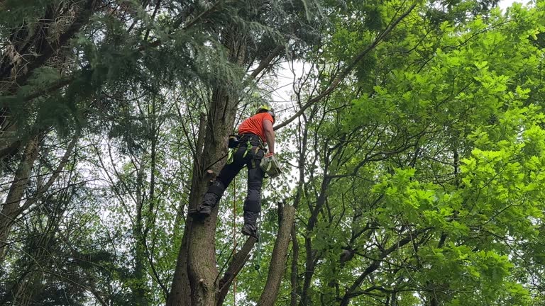 Best Tree Mulching  in Monterey, TN