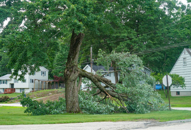 Best Hazardous Tree Removal  in Monterey, TN