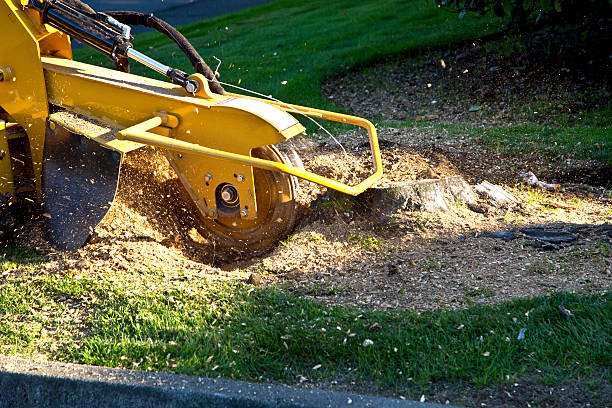 Best Palm Tree Trimming  in Monterey, TN