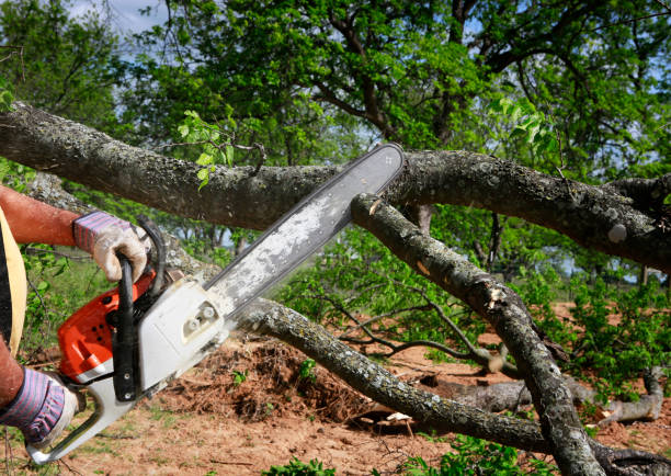 Best Weed Control  in Monterey, TN